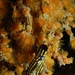 Gerardia savaglia y nudibranquio - Punto de buceo La Arenita. Fotograf�a cedida por Javier Mart�nez Santana