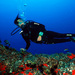 La fuerte corriente obliga a la submarinista a sujetarse a las rocas. Punto de buceo: El Tanque (Las Galletas). Fotografía cedida por Javier Martínez Santana. La fuerte corriente obliga a la submarinista a sujetarse a las rocas. Punto de buceo: El Tanque (Las Galletas). Fotografía cedida por Javier Martínez Santana.