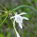 Flora aut�ctona Arona
