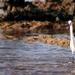Ruta de las Aves: Las Am�ricas - Los Cristianos - Monta�a Guaza 12/04/2012
