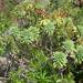 Tabaiba roja (a red spurge) which grows at the surroundings of Barranco del Rey