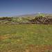 Malpa�s de Rasca RNE (Special Natural Reserve) -�view facing North from the coastline. El Teide in the background.