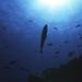 Cabrilla - Serranus atricauda ~ Fotografía cedida por Javier Martínez Santana
Puesta de sol en el punto de buceo Roncadores del Faro (cabrilla a contraluz). Esta especie se puede observar con frecuencia en nuestras aguas. Vive en los fondos rocosos con algas y en blanquizales.
Cabrilla - Serranus atricauda ~ Fotografía cedida por Javier Martínez Santana
Puesta de sol en el punto de buceo Roncadores del Faro (cabrilla a contraluz). Esta especie se puede observar con frecuencia en nuestras aguas. Vive en los fondos rocosos con algas y en blanquizales.