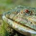 Pez lagarto - Synodus saurusFotógrafo: Javier Martínez Santana Pez lagarto - Synodus saurusFotógrafo: Javier Martínez Santana