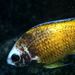 Fula blanca - Chromis limbatus ~ Fotografía de Javier Martínez Santana
Fula blanca con una rara pigmentación amarilla producto de una alteración genética. En el momento de tomar la foto este ejemplar era objeto de rechazo por el resto de miembros de la misma especie. Fula blanca - Chromis limbatus ~ Fotografía de Javier Martínez Santana
Fula blanca con una rara pigmentación amarilla producto de una alteración genética. En el momento de tomar la foto este ejemplar era objeto de rechazo por el resto de miembros de la misma especie.