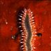Gusano de fuego - Hermodice carunculata
Fotografía cedida por Javier Martínez Santana Gusano de fuego - Hermodice carunculata
Fotografía cedida por Javier Martínez Santana