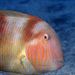 Pejepeine - Xyrichthys novacula
Fotografía de Javier Martínez Santana Pejepeine - Xyrichthys novacula
Fotografía de Javier Martínez Santana