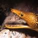 Morena picopato - Enchelycore anatinaFotografía cedida por Javier Martínez Santana Morena picopato - Enchelycore anatinaFotografía cedida por Javier Martínez Santana