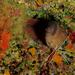 Murión - Gymnothorax unicolor
Fotografía cedida por Javier Martínez Santana Murión - Gymnothorax unicolor
Fotografía cedida por Javier Martínez Santana