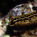 Babosa o nudibranquio - Hypselodoris picta
Fotografía cedida por Javier Martínez Santana Babosa o nudibranquio - Hypselodoris picta
Fotografía cedida por Javier Martínez Santana