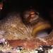 Pulpo en una cueva - Octopus vulgaris
Ejemplar en un lugar estratégico, cuidando la puesta de sus huevos. Fotografía cedida por Javier Martínez Santana. Pulpo en una cueva - Octopus vulgaris
Ejemplar en un lugar estratégico, cuidando la puesta de sus huevos. Fotografía cedida por Javier Martínez Santana.