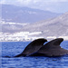 Caldereones en alta mar