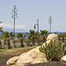 Gardens at promenade - Playa de Las Am�ricas