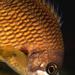 Fula blanca ~ Chromis limbatus
Las fulas son una especie esquiva pero muy atentos a la hora de custodiar sus huevos. Fotógrafo: Javier Martínez Santana. Fula blanca ~ Chromis limbatus
Las fulas son una especie esquiva pero muy atentos a la hora de custodiar sus huevos. Fotógrafo: Javier Martínez Santana.