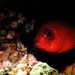 Catalufa - Hetoropriacanthus cruentatus Fotografía: Javier Martínez Santana Catalufa - Hetoropriacanthus cruentatus Fotografía: Javier Martínez Santana