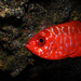 Catalufa - Heteropriacanthus cruentatus Fotografía cedida por Javier Martínez Santana Catalufa - Heteropriacanthus cruentatus Fotografía cedida por Javier Martínez Santana