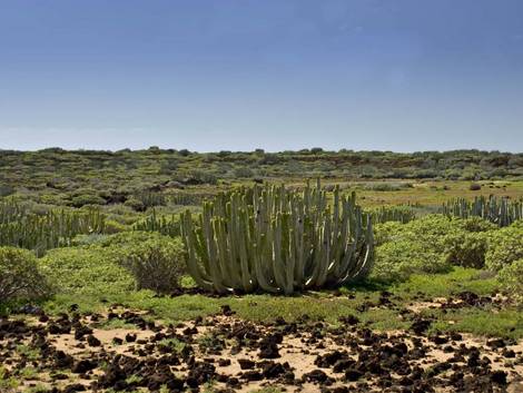Cardón, vegetación típica del Malpaís de Rasca Cardón, vegetación típica del Malpaís de Rasca