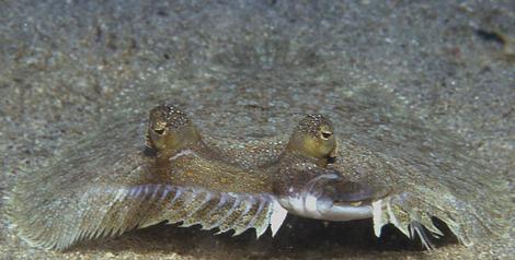 Wide-eyed flounder - Bothus podas maderensis
Photographer: Javier Martínez Santana Wide-eyed flounder - Bothus podas maderensis
Photographer: Javier Martínez Santana
