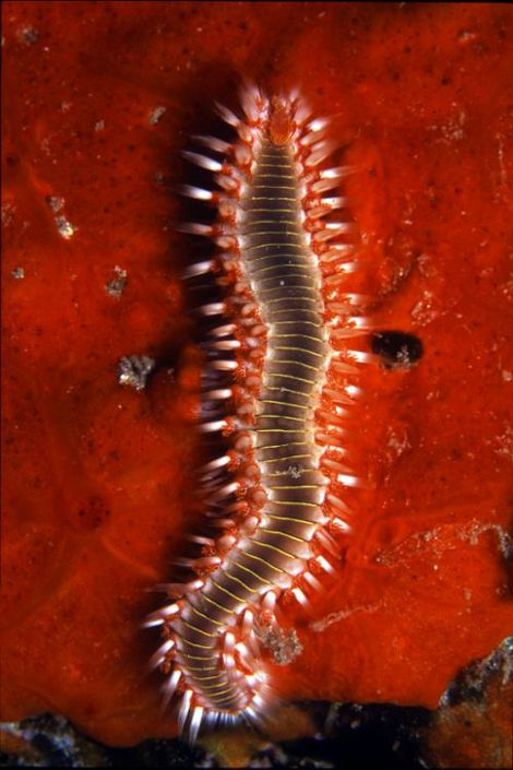 Hermodice carunculata ~ Fotograf:�Javier Mart�nez Santana