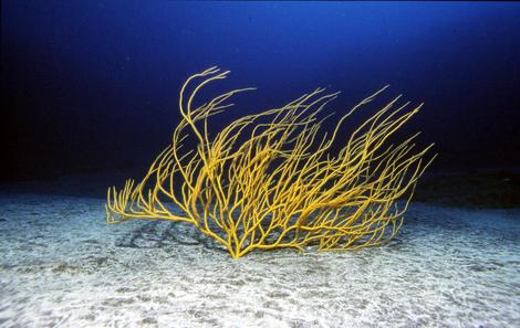 Yellow finger gorgonian - Leptogorgia viminalisPhotograph taken by Javier Mart�nez Santana