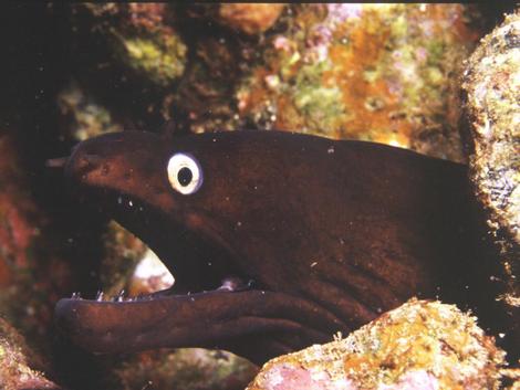 Black�moray - Muraena augustiPhotograph taken by�Javier Mart�nez Santana