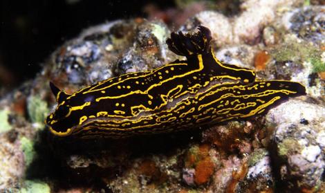 Babosa o nudibranquio - Hypselodoris picta
Fotograf�a cedida por Javier Mart�nez Santana