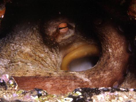Octopus in cave - Octopus vulgarisA female octopus looks after her eggs. Photograph taken by Javier Martínez Santana Octopus in cave - Octopus vulgarisA female octopus looks after her eggs. Photograph taken by Javier Martínez Santana