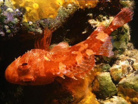 Scorpionfish - Scorpaena maderensisUnbelievable!!!... even 42 m.* deep down bright colors like these exist. Photographer: Javier Martínez Santana*138 feet Scorpionfish - Scorpaena maderensisUnbelievable!!!... even 42 m.* deep down bright colors like these exist. Photographer: Javier Martínez Santana*138 feet