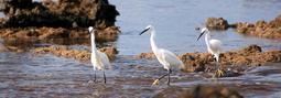 Foto aves - garcetas trekking 2012